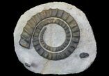Devonian Ammonite (Anetoceras) - Morocco #64452-1